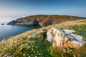 Trevose Head lighthouse, foreground rocks and flowers,sunset,northern Cornwall,England,United Kingdom. © Neil