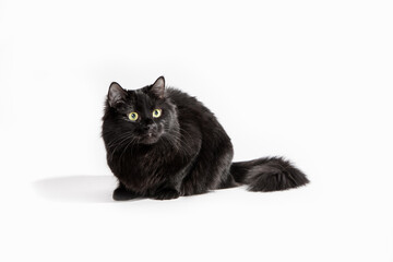 Black cat on a white background.