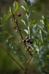 Picking blue berries