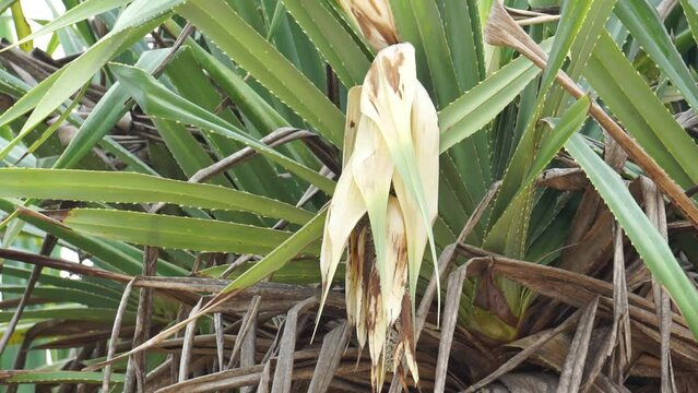 Fragrant Screwpine flower (Pandanus fascicularis, Pandanus odorifer, Pandanus tectorius) with nature background.