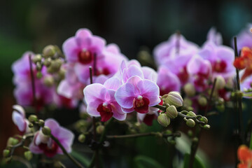 Butterfly Orchids in full bloom, in the greenhouse