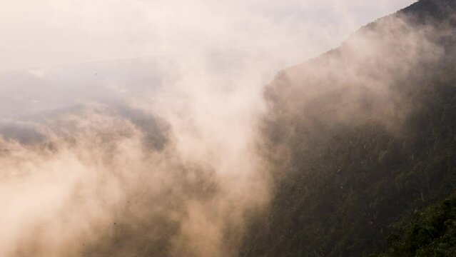 Birds flying through glowing mist fog rising cloud on the side of a tropical rainforest hill during the late afternoon soft sun.  Cambodia rain forest in Bokor national park, South East Asia