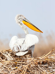 Dalmatian pelican nesting in the reeds of the Volga river