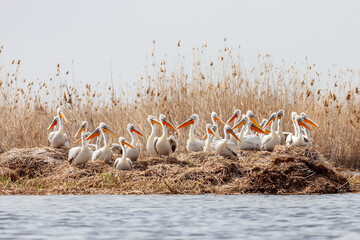 The flock of large Dalmatian pelicans wildlife nesting in the delta of the Volga River, near the Caspian Sea, Astrakhan, Russia.