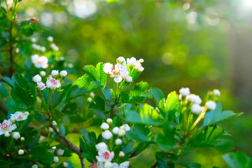 Spring time.Floral spring background. Blooming white branches. Spring flowering trees and sun glare in the garden.White flowers close-up. Spring mood 