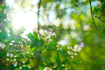 Spring time.Floral spring background. Blooming white branches. Spring flowering trees in the blooming garden.White flowers close-up. Spring mood 