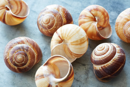 20211231_snail_shells.tif