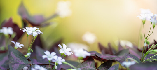 Closeup of mini white flower with purple leaf under sunlight with copy space using as background green natural plants landscape, ecology cover page concept.