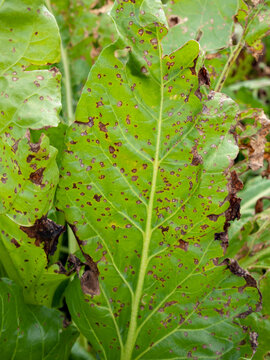Cercospora leaf spot of beet (Cercospora beticola) in the US