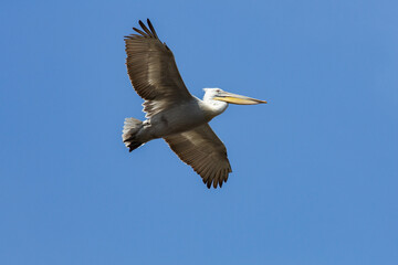 Fototapeta na wymiar Dalmatian pelican flying in the blue sky near the Volga River and Caspian sea