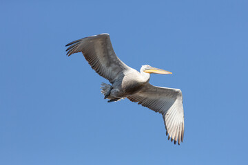 Dalmatian pelican flying in the blue sky near the Volga River and Caspian sea