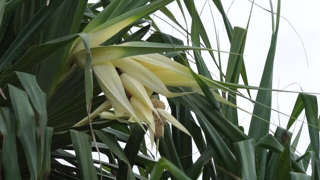 Fragrant Screwpine flower (Pandanus fascicularis, Pandanus odorifer, Pandanus tectorius) with nature background.