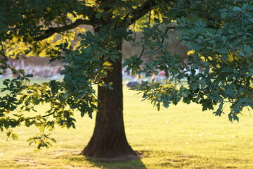 Summer sports in a German park