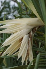 Obraz premium Fragrant Screwpine flower (Pandanus fascicularis, Pandanus odorifer, Pandanus tectorius) with nature background.