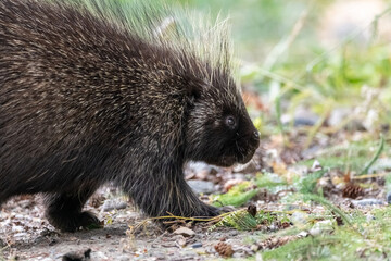 Side view of a wild porcupine, hedgehog seen in Yukon, Canada. 