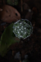 christmas tree decoration