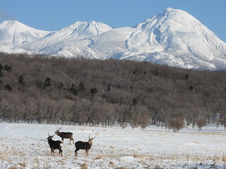 Mt. Rausu in winter and wild elk