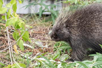 Wild porcupine in outdoor environment during the summertime with blurred background and green grass. 