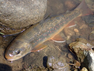 Dolly Varden trout fishing in Rausu River