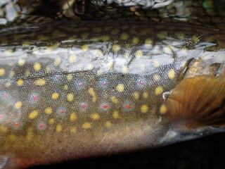 Brook trout fishing in the Nishibetsu River