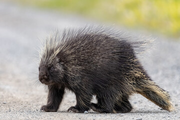 Small wild porcupine looking at camera while walking across Alaska Highway in summer time. 