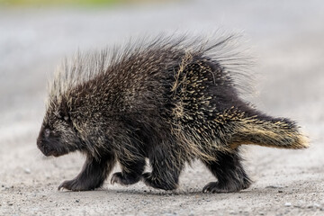 Side view of a wild porcupine seen in Canada during summer time with small feet and claws. 