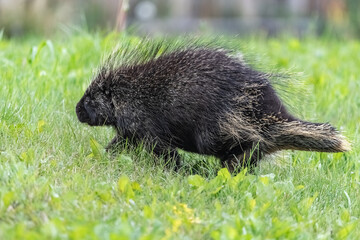 Side profile of a wild porcupine seen in summer time, walking in lush green grass. 