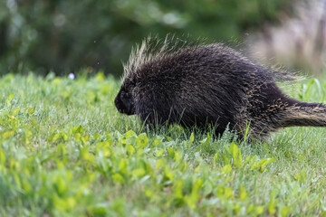 Wild porcupine seen in summer time surrounded by lush, green grass with blurred background. 