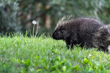 Wild porcupine seen in summer time surrounded by lush, green grass with blurred background.  Erethizon dorsatum seen in Yukon Territory in summertime.