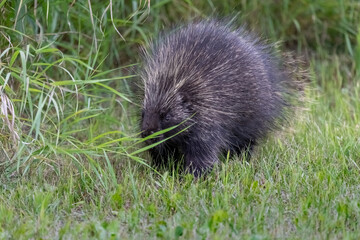 Wild porcupine seen in summer time surrounded by lush, green grass with blurred background. 