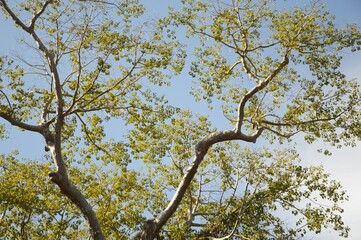 branch tree in nature garden