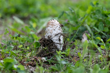 Shaggy mane mushroom pushing through the earth and growing in the boreal forest of Canada. 
