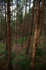 Poços de Caldas, Minas Gerais, Brazil: eucalyptus plantation in the São Domingos mountain range