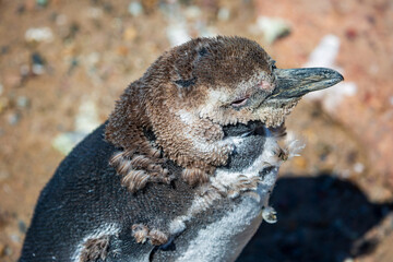 Magellanic penguin molting at Volunteer Point, Falkland Island