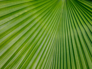 Close up Sumawong's Palm leaf background. Scientific name Licuala peltata. Green natural texture.
