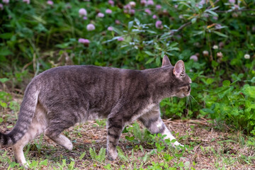Obraz premium Side view of a domestic, gray tabby cat during summer time with green bushes in background. 