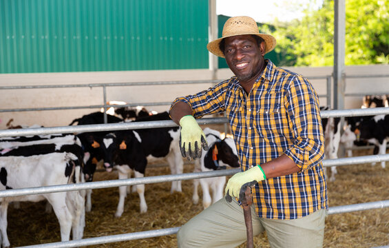 Successful African Farmer Man In Strow Hat Posing At The Modern Cow Farm