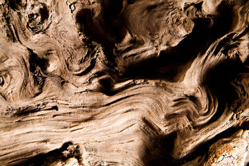 texture of tree 