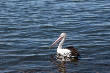 Native Australian Pelican overlooking the bay at the Geelong foreshore, coastal Victoria