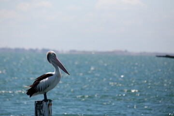 Native Australian Pelican overlooking the bay at the Geelong foreshore, coastal Victoria