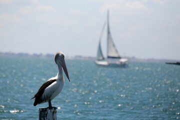 Native Australian Pelican overlooking the bay at the Geelong foreshore, coastal Victoria