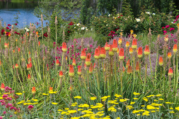 Campo de flores en San Francisco California