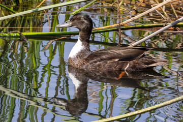 Duck in the pond