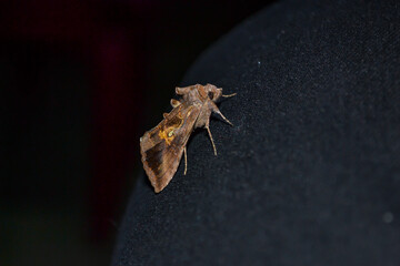 Common moth on black cloth and dark background. small night butterfly