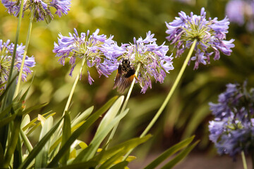 A lone Native New Holland Honeyeater in flight in a flowering purple blooming Agapanthus bush in a garden, Melbourne, Victoria, Australia