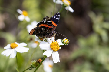 Fototapeta na wymiar Orange and Brown Butterfly in Spring