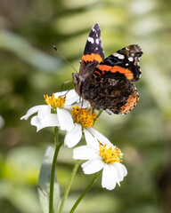 Orange and Brown Butterfly in Spring