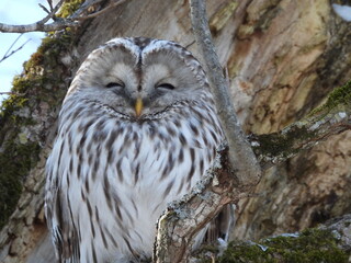 Winter Ezo Owl Eastern Hokkaido