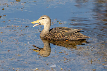 Mallard Duck With Open Beak Swimming