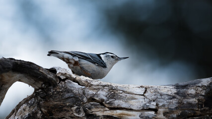 White-breasted Nuthatch (Sitta carolinensis) bird perched on tree branch Canadian wildlife close up background and copy space